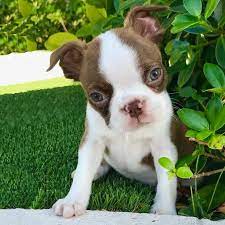 This breed has a kind and gentle nature and is often referred to as the american annual cost of owning a boston terrier puppy. Boston Terrier Puppies For Sale