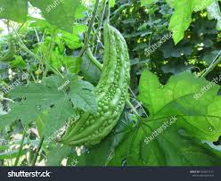 Image result for Momordica balsamina