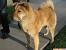 Brown Lab Chow Mix