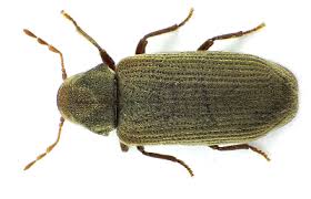 Common Furniture Beetle Insects Woodworm Treatment Wood