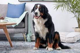 Bernese mountain dog size and weight: Bernese Mountain Dog Full Profile History And Care