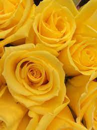 A Girls Comfort Yellow Aesthetic Yellow Aesthetics Yellow Wallpaper