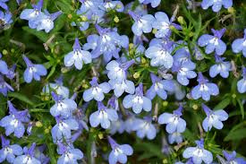 Image result for Lobelia erinus