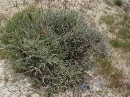 Image result for Caroxylon littoralis
