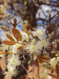 Image result for Eugenia aschersoniana