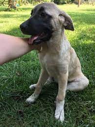 Litter Of 4 Anatolian Shepherd Puppies For Sale In Abita Springs La Adn 38392 On Puppyfinder Com Gende Kangal Dog Puppies For Sale Anatolian Shepherd Puppies