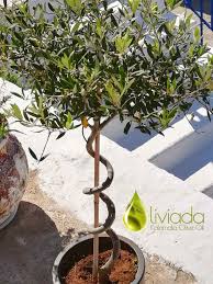 How To Grow Arbequina Olive Tree In Pot 8 Amazing Tips
