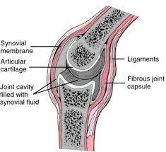 Articular Capsule The Saclike Envelope That Encloses The Cavity Of A Synovial Joints Anatomy Capsule Cavities