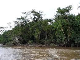 シャーマンの薬草 Ayahuasca アヤワスカ
