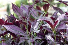 Do You Know What Kind Of Plant This Is It S A Strobilanthes Persian Shield Regram Via Texantravels With Images Plants Garden Inspiration Houston Blogger