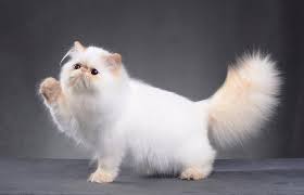 What are the best cat hair clippers? Best Trimmer For Persian Cat Hair Lovetoknow