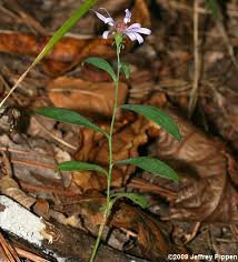 Image result for Aster chimanimaniensis