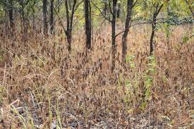 Image result for Calostephane divaricata