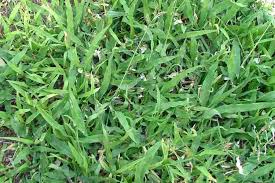 Image result for Urochloa umbellata