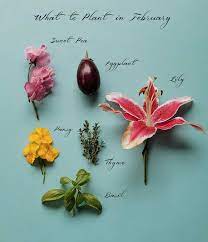 Check spelling or type a new query. What To Plant In February 12 Plants That Grow In Winter