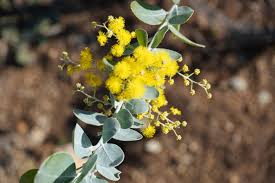 Image result for Acacia podalyriifolia