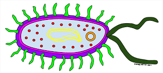 Animal cell worksheet colouring pages homeschooling animal cell. Color A Typical Prokaryote Cell