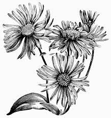 Maxam Made Aster Flower Tattoos Daisy Flower Drawing Flower Drawing