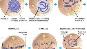 Learn the events of mitosis & meiosis using diagrams, tables, videos & quizzes. Stages Of The Cell Cycle Mitosis Metaphase Anaphase And Telophase Owlcation