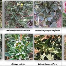 Image result for Commicarpus grandiflorus