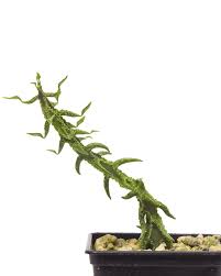 Image result for Sesamothamnus lugardii