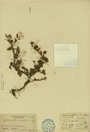 Image result for Sphaeranthus africanus