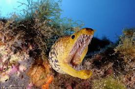 Then he swallows them and digests them. Fangtooth Moray Eels Incredible Photos Taken Inches Away From Hideous Tiger Moray Eels Daily Mail Online