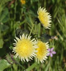 Image result for Sonchus oleraceus