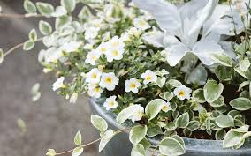 Fresh from the fields · great quality & value · quick & easy checkout Gardening By Moonlight Ideas For Night Gardens Dennis 7 Dees Landscaping Services Garden Centers