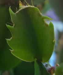 It all comes down to a little thing called an areole which is a small raised area that the spines and flowers of a cactus arise from. What S The Difference Between Succulents Cactuses