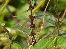 Image result for Nothosaerva brachiata