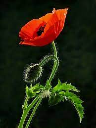 Pin By Dali Mustapha On Gelincikler Poppy Flower Watercolor Poppies Flower Painting