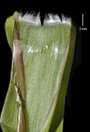 Image result for Panicum schinzii