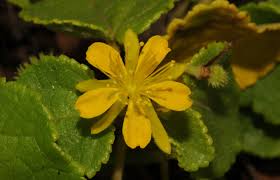 Image result for Triumfetta dekindtiana