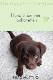 Bringe ihn daher immer zu seinem löseplatz, wenn du meinst, er könnte mal müssen und lobe ihn für das draußen urinieren und koten. Pin Auf Haustiere Tipps Und Tricks