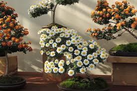 Chrysanthemum x morifolium 'crystal falls'. Cultures Of Beauty Longwood Gardens