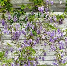 Bittersweet (celastrus scandens) this fast growing, deciduous climber is one interesting choice. 20 Best Flowering Vines Best Wall Climbing Vines To Plant