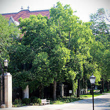 Identification, descriptions, illustrations, and glossary. Celtis Occidentalis Wikipedia