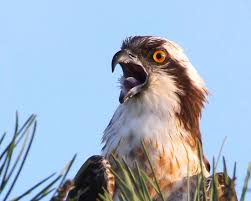 Aguia Pesqueira Osprey Osprey Bird Birds Of Prey Beautiful Birds