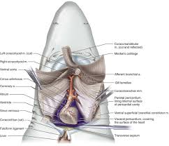 Image result for Pericardium