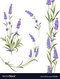 Set Of Lavender Flowers Elements Collection Of Lavender Flowers On A White Background Vector Illustr Flower Drawing Flower Drawing Design Flower Art Painting