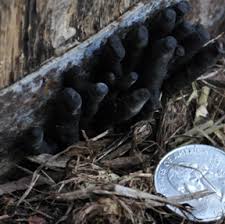 Check spelling or type a new query. Dead Man S Fingers Wisconsin Horticulture