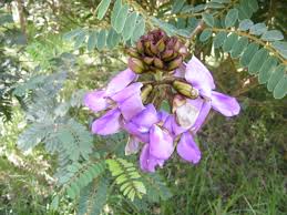 Image result for Tephrosia vogelii