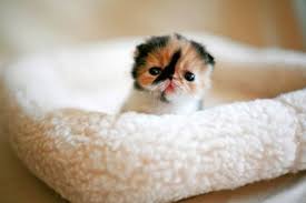Resultado de imagen para imagenes cute