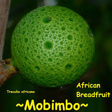 Image result for Treculia