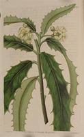 Image result for Brexia madagascariensis