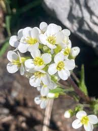 Image result for Arabis alpina