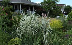 Image result for Arundo donax