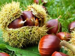 Esskastanie Edelkastanie Marone Castanea Sativa Baumschule Horstmann Maronen Esskastanien Gemusebeet