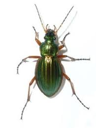 From wikipedia, the free encyclopedia. Construire Un Hotel A Insectes Louvre Lens